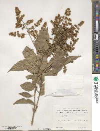 Ligustrum lucidum image