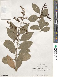 Ligustrum lucidum image