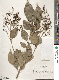 Ligustrum lucidum image