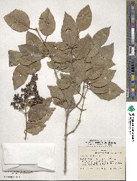 Ligustrum lucidum image