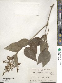 Ligustrum lucidum image