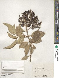 Ligustrum lucidum image