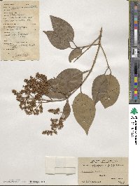 Ligustrum lucidum image