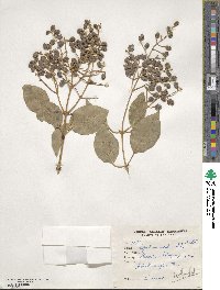 Ligustrum lucidum image