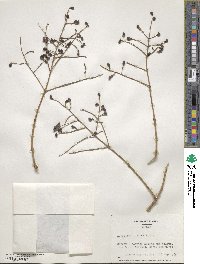 Ligustrum lucidum image