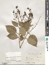 Ligustrum lucidum image