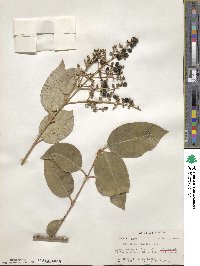 Ligustrum lucidum image