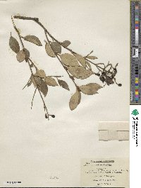 Ligustrum lucidum image