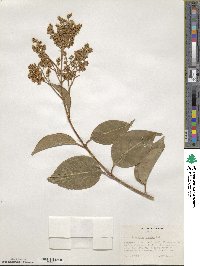 Ligustrum lucidum image