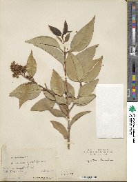 Ligustrum lucidum image