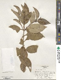 Ligustrum lucidum image