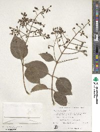 Ligustrum lucidum image