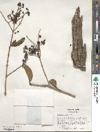 Ligustrum lucidum image