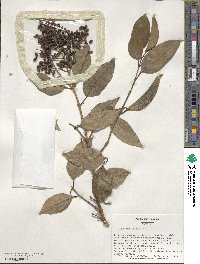 Ligustrum lucidum image