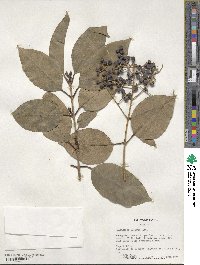 Ligustrum lucidum image