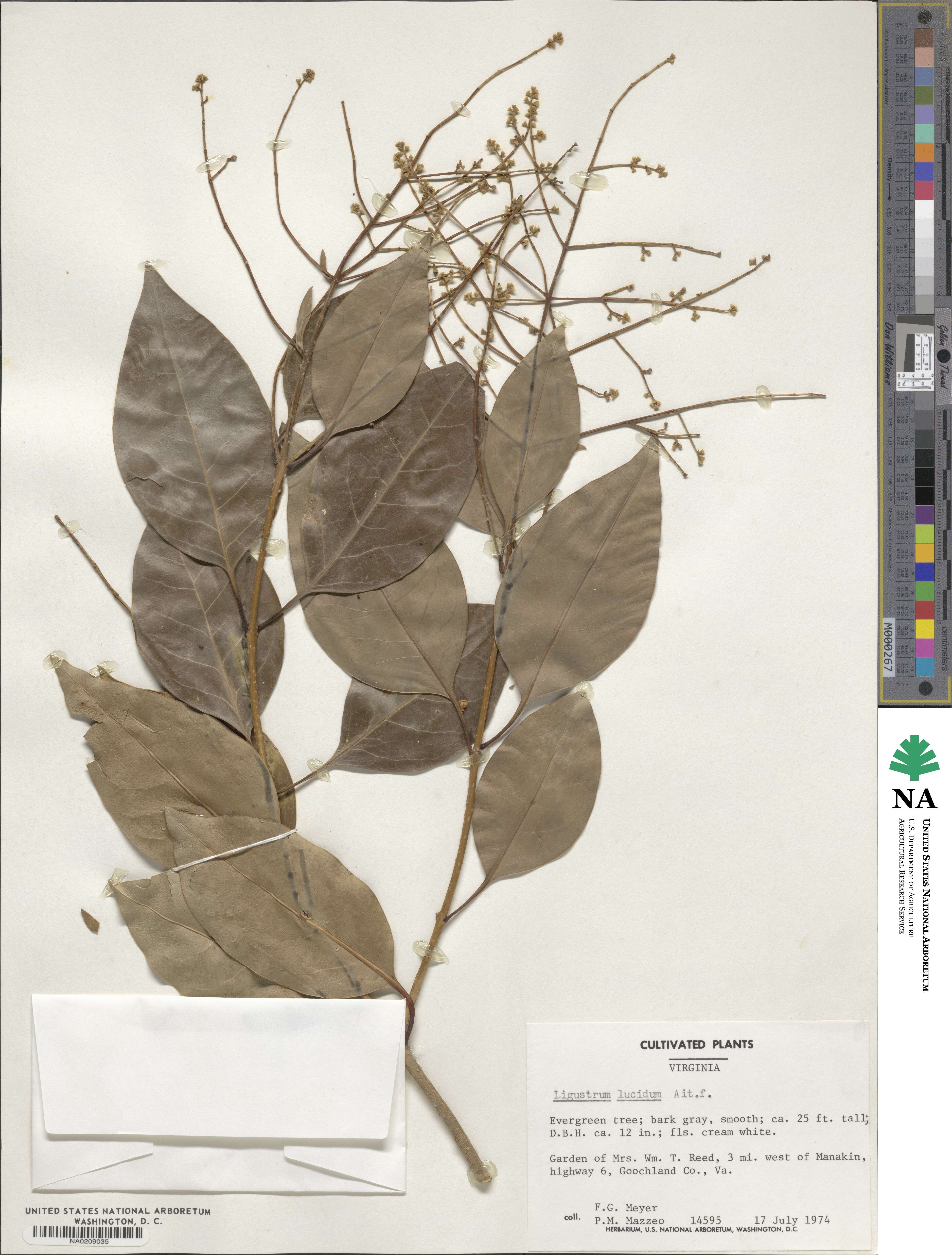 Ligustrum lucidum image