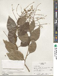 Ligustrum lucidum image