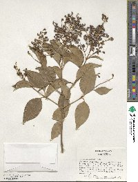 Ligustrum lucidum image