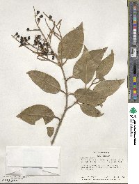 Ligustrum lucidum image