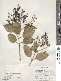 Ligustrum lucidum image