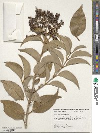 Ligustrum lucidum image