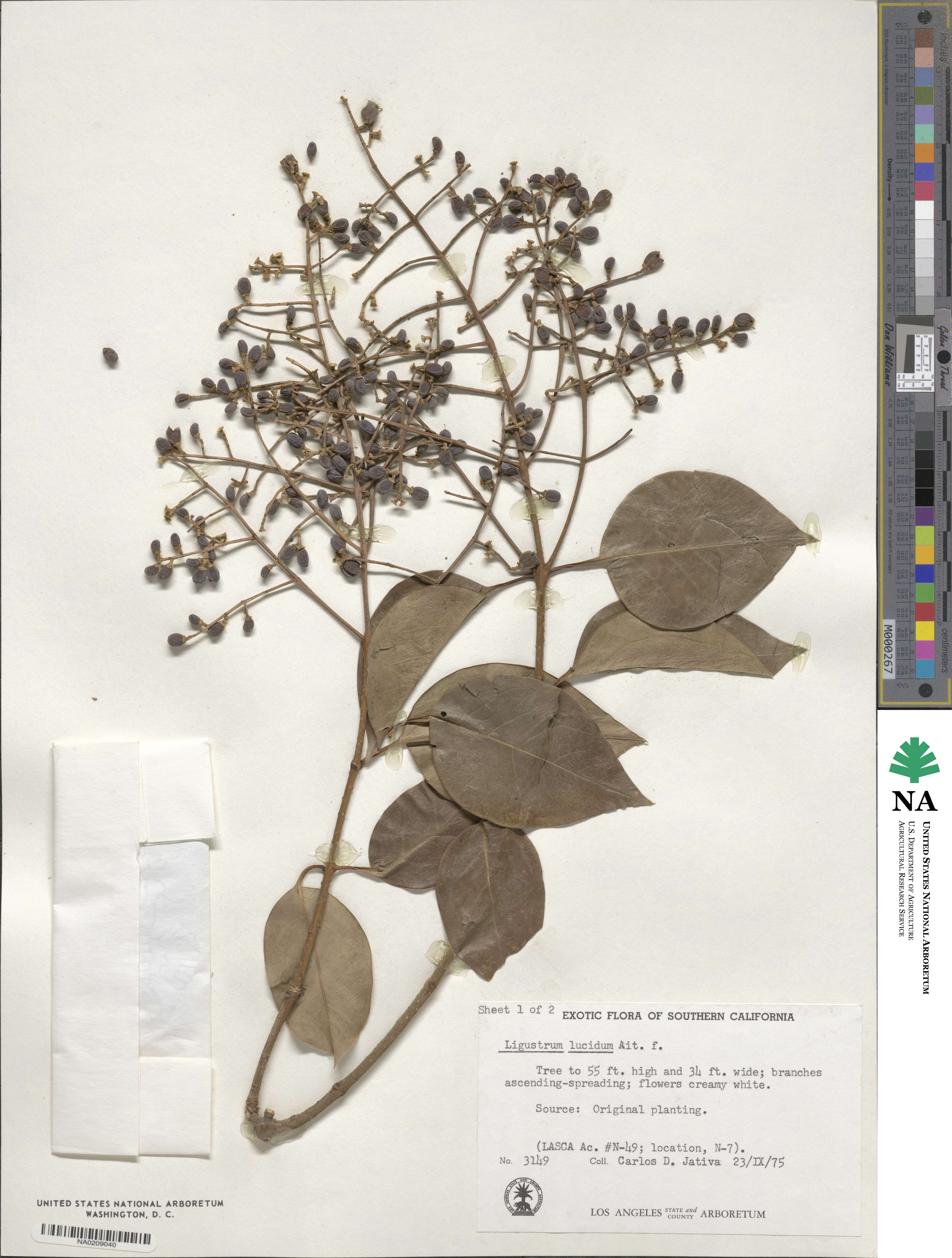 Ligustrum lucidum image