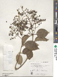 Ligustrum lucidum image