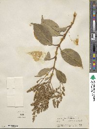 Ligustrum lucidum image