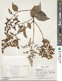 Ligustrum lucidum image