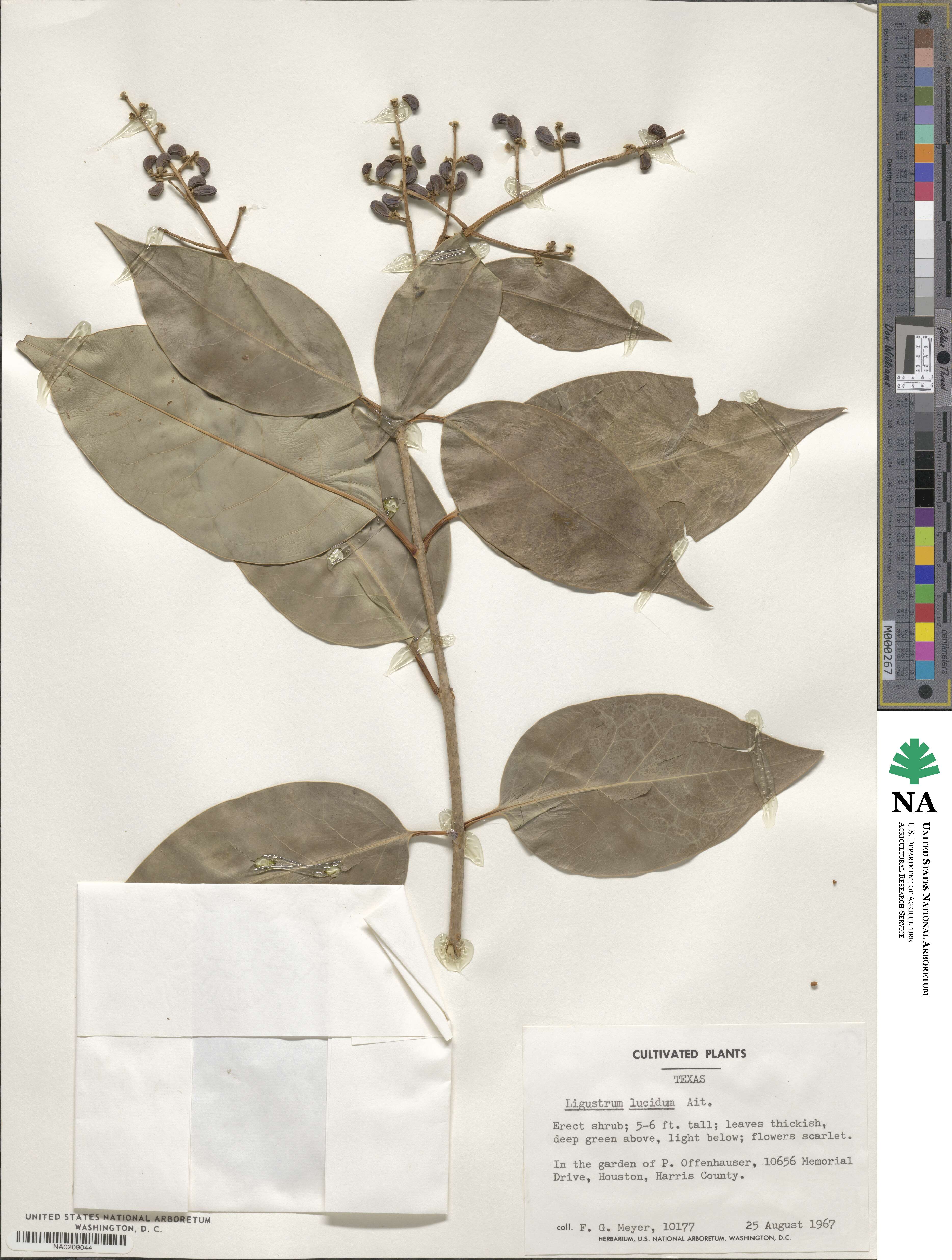 Ligustrum lucidum image