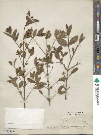 Ligustrum tschonoskii image