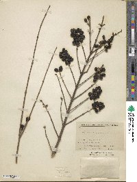 Ligustrum tschonoskii image