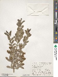 Ligustrum lindleyi image