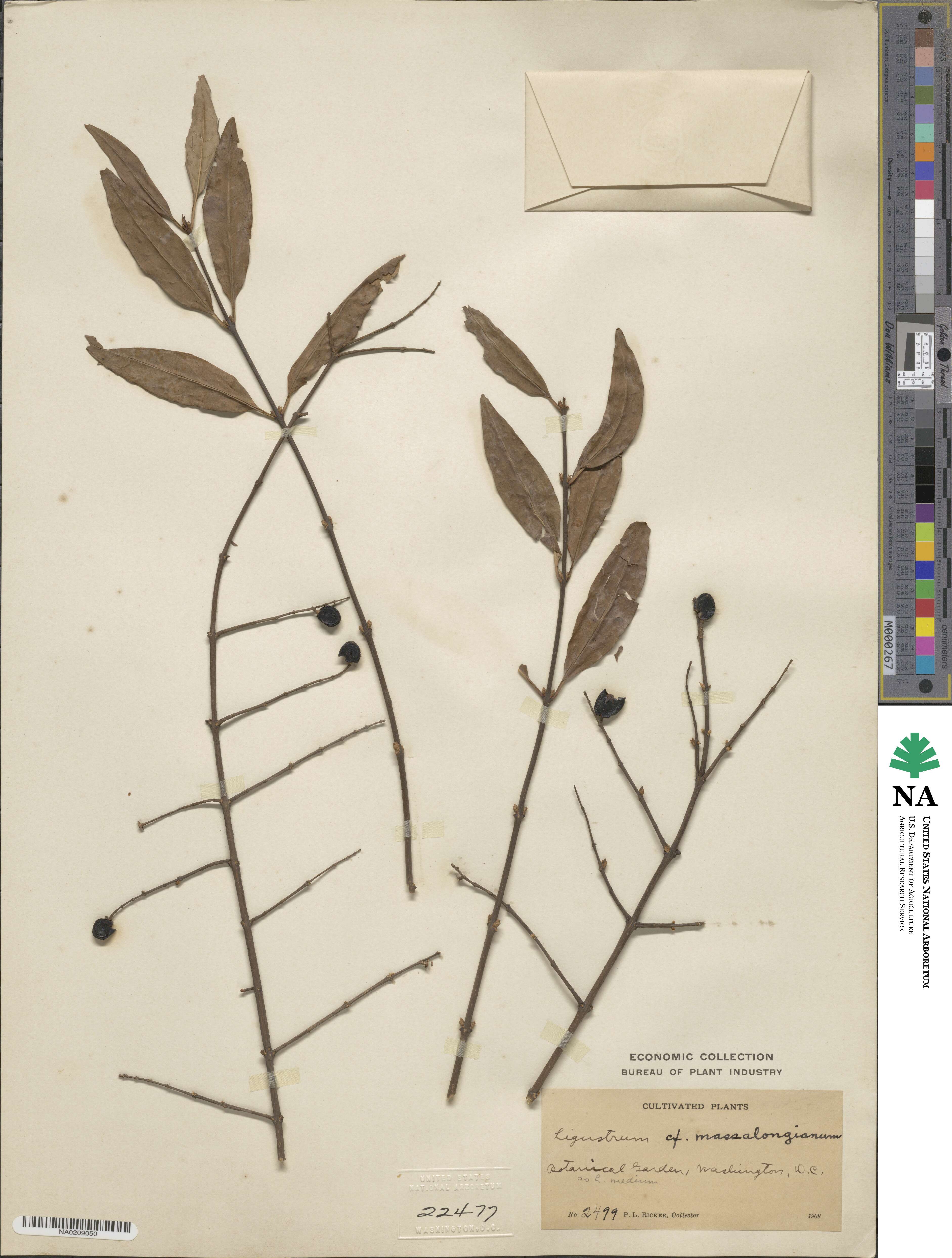 Ligustrum lindleyi image