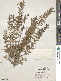 Ligustrum nepalense image