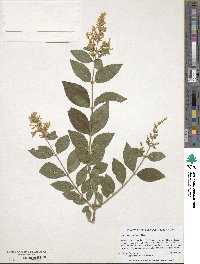 Ligustrum ovalifolium image