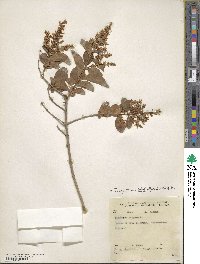 Ligustrum ovalifolium image