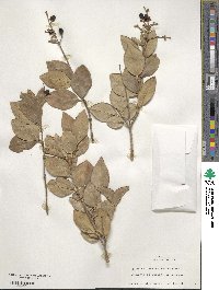 Ligustrum ovalifolium image