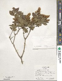 Ligustrum ovalifolium image