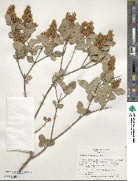 Ligustrum ovalifolium image