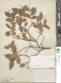 Ligustrum ovalifolium image