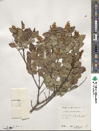 Ligustrum ovalifolium image