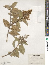 Ligustrum ovalifolium image