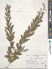 Ligustrum obtusifolium image