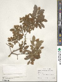 Ligustrum obtusifolium image