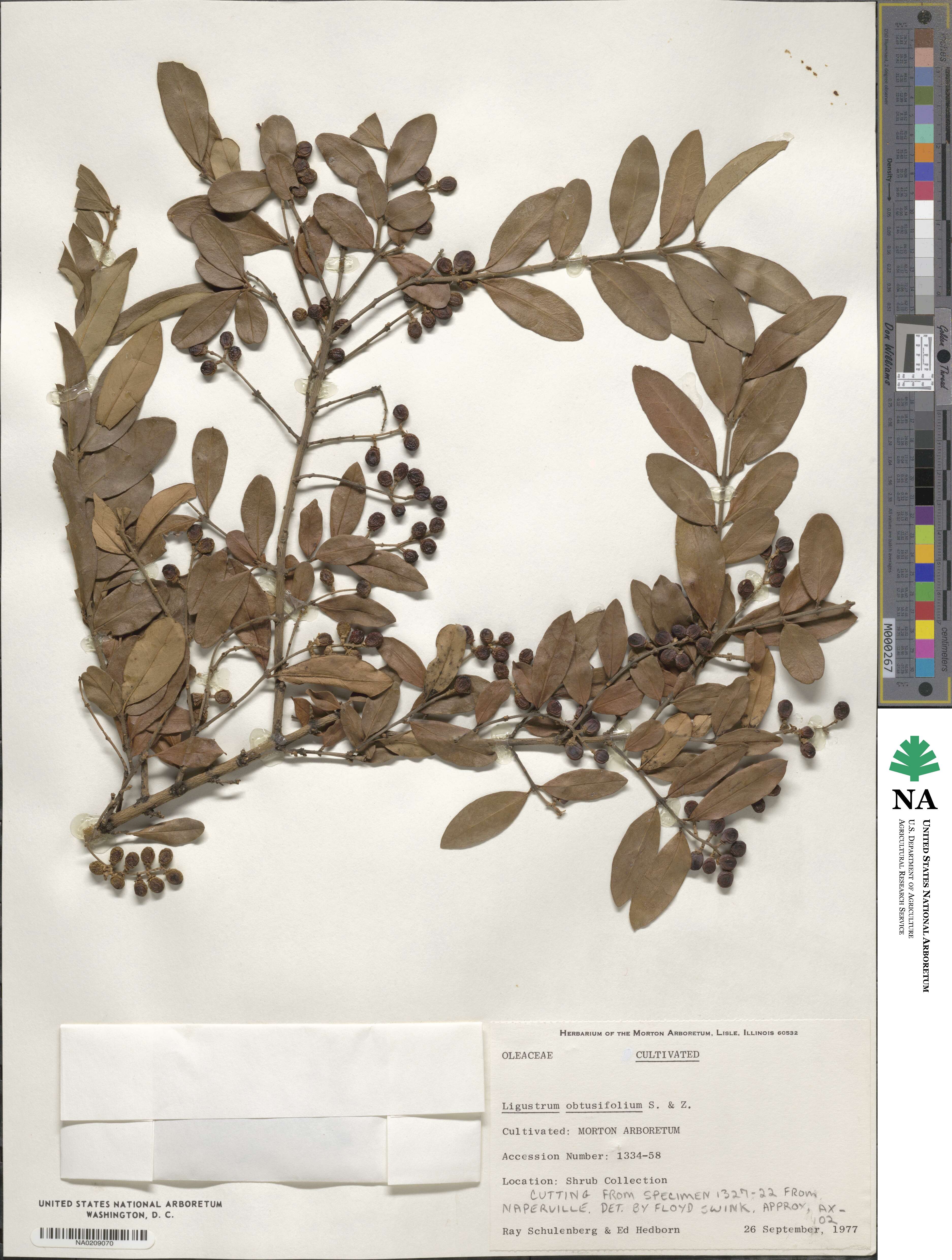 Ligustrum obtusifolium image
