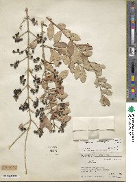 Ligustrum obtusifolium image