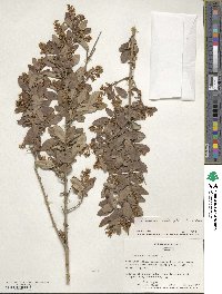 Ligustrum obtusifolium image