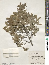 Ligustrum obtusifolium image