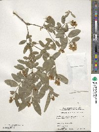 Ligustrum obtusifolium image